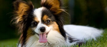 Glücklicher Papillon-Hund mit langen Ohren liegt auf grünem Gras im Freien
