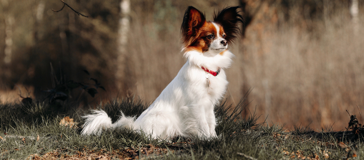 Kontinentaler Zwergspaniel sitzt im Gras