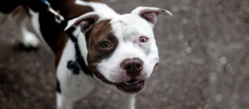 Glücklicher American Staffordshire Terrier mit braun-weißem Fell und schwarzem Geschirr auf gepflastertem Boden