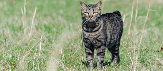 Manx steht auf einer Wiese