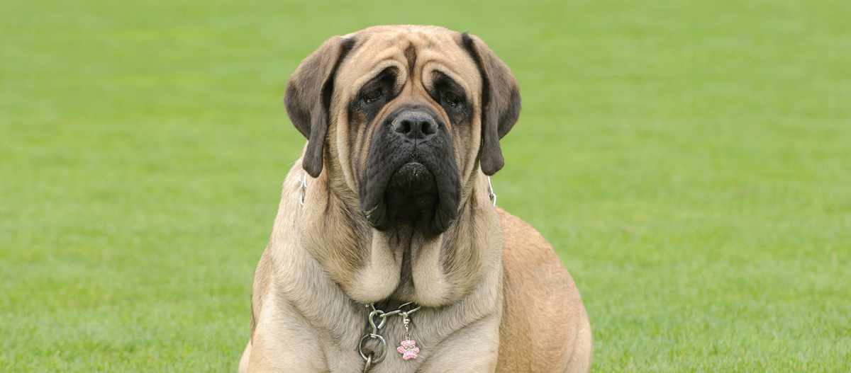 Mastiff liegt auf englischem Rasen Großer Mastiff-Hund sitzt auf grünem Gras mit rosa Pfotenanhänger am Halsband