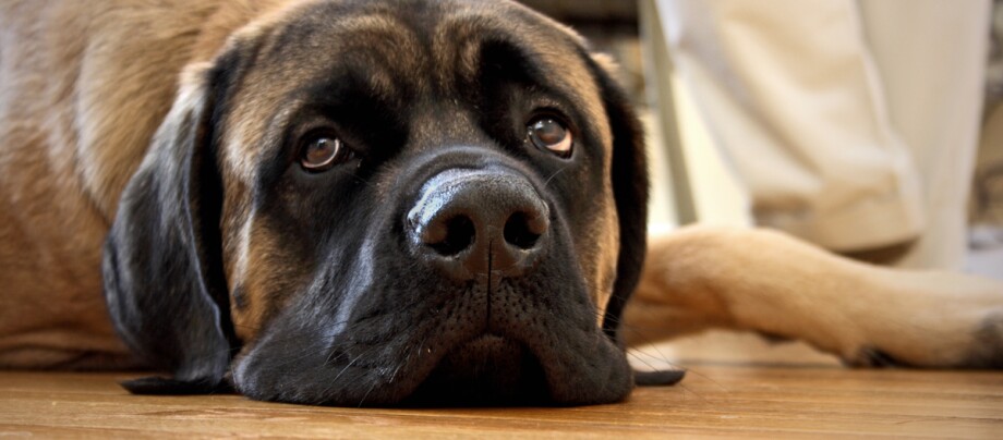 Mastiff legt seinen Kopf auf dem Wohnzimmerboden ab Nahaufnahme eines großen ruhenden Hundes mit braun-schwarzem Fell, der auf einem Holzboden liegt.