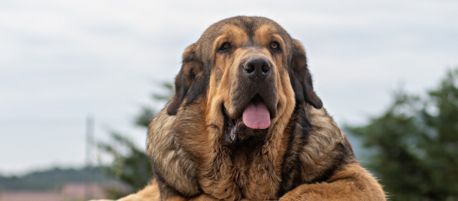 Großer, flauschiger Hund mit braun-schwarzem Fell und herausgestreckter Zunge vor unscharfem Naturhintergrund