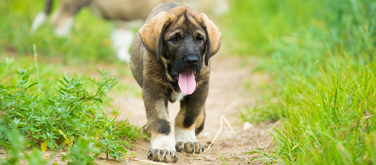 Niedlicher Welpe mit braunem Fell und weißen Pfoten läuft auf einem grasbewachsenen Weg