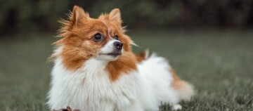 Kleiner Pomeranian-Hund mit weißem und rotbraunem Fell liegt aufmerksam auf dem Gras