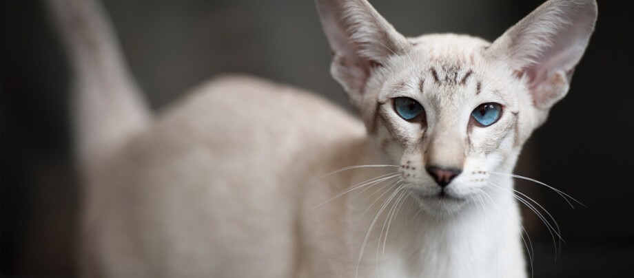 Nahaufnahme einer Siamkatze mit blauen Augen und cremefarbenem Fell