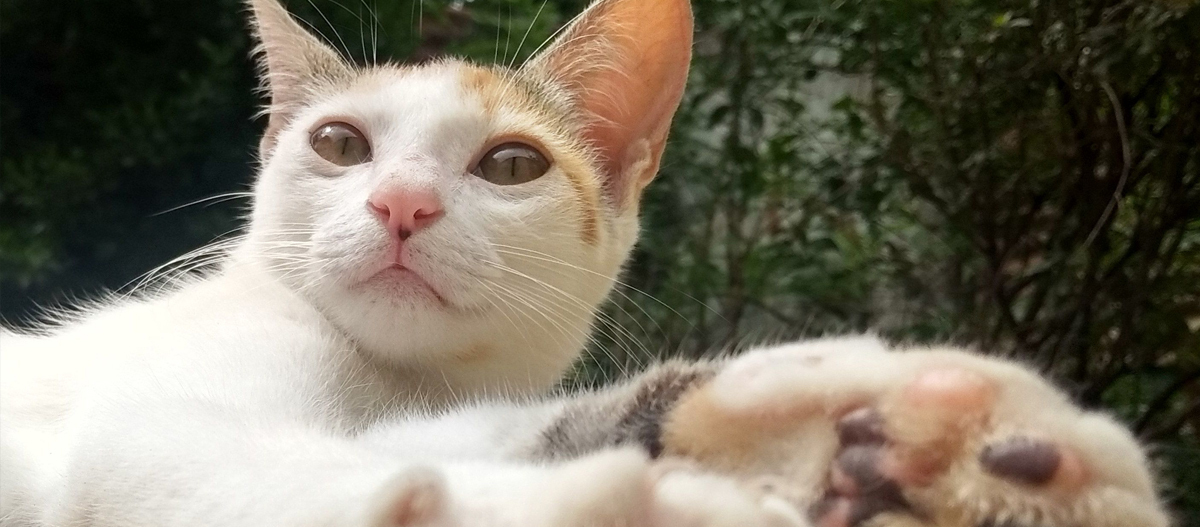 Nahaufnahme einer weißen Katze mit orangefarbenen Flecken, die entspannt im Freien liegt und ihre Pfote nach vorne streckt.