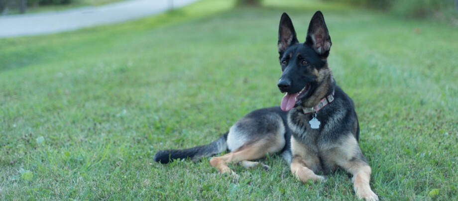 Deutscher Schäferhund liegt entspannt auf grünem Gras im Park mit Halsband und Erkennungsmarke