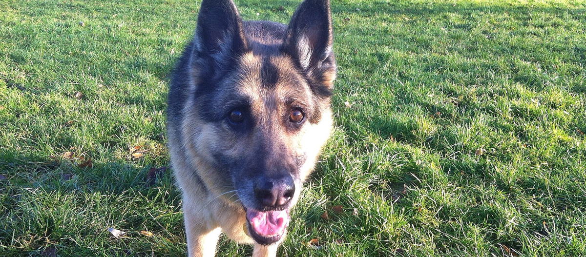 Nahaufnahme eines freundlichen Deutschen Schäferhundes auf einer grünen Wiese bei sonnigem Wetter