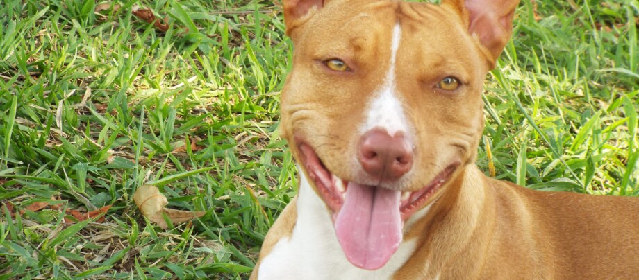 Glücklicher brauner Hund mit weißer Brust liegt auf grünem Gras und zeigt die Zunge