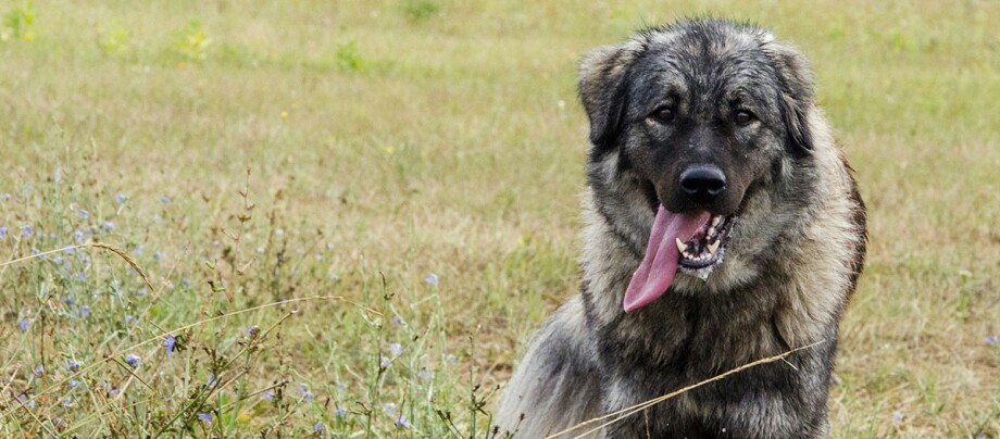Šarplaninac steht mit heraushängender Zunge auf Wiese Großer, flauschiger grauer Hund sitzt auf einer Wiese mit wilden Blumen und hängt die Zunge heraus