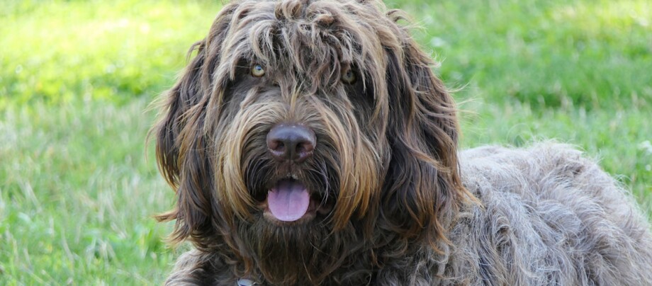 Portraitaufnahme eines Schapendoes Großer zotteliger Hund mit braun-grauem lockigem Fell, der entspannt auf grünem Gras liegt