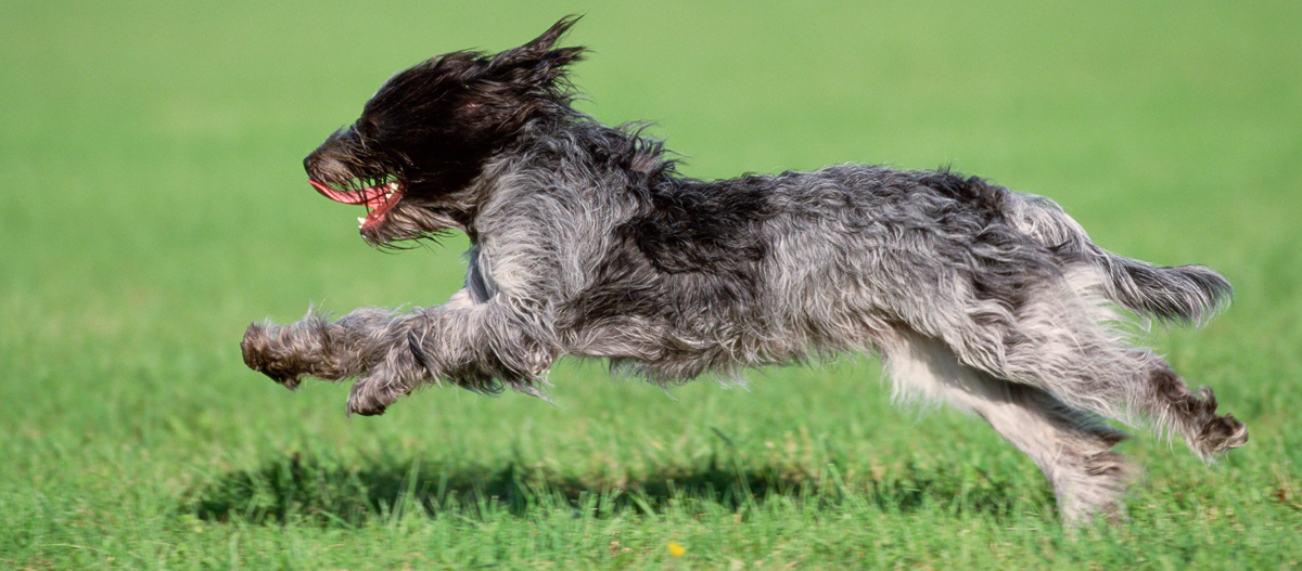 Ein Schapendoes rennt über eine Wiese Laufender Deutsch Drahthaar Hund springt über grünes Grasfeld