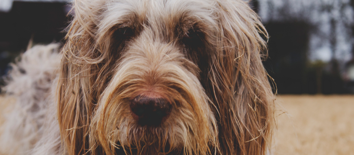 Nahaufnahme eines langhaarigen, zotteligen Hundes mit braun-beigem Fell im Freien