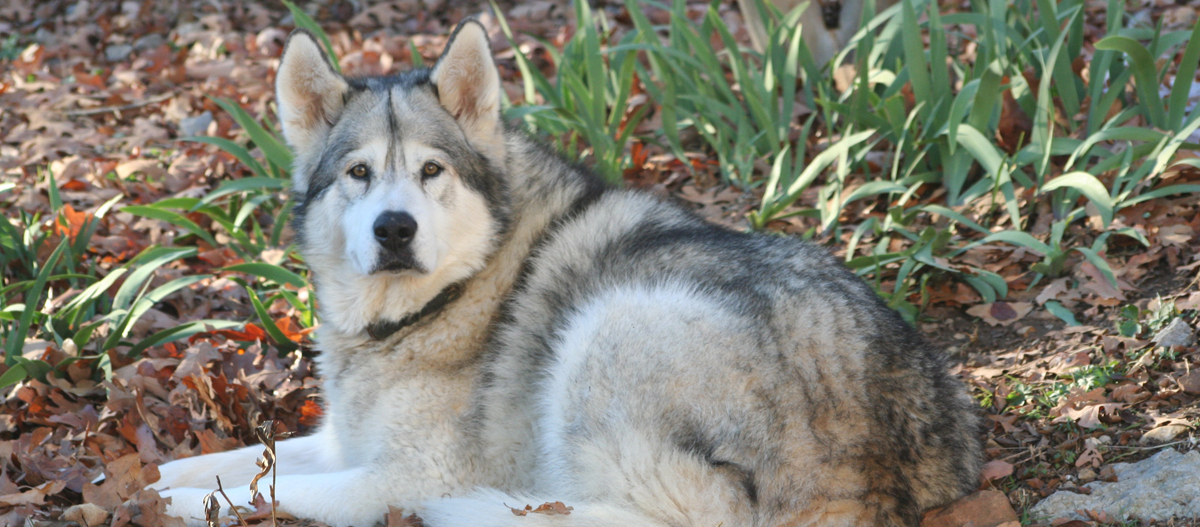 Tamaskan liegt auf Laubboden Großer grauer und weißer Husky-Hund liegt auf dem Boden im Garten mit herbstlichen Blättern und grünen Pflanzen.