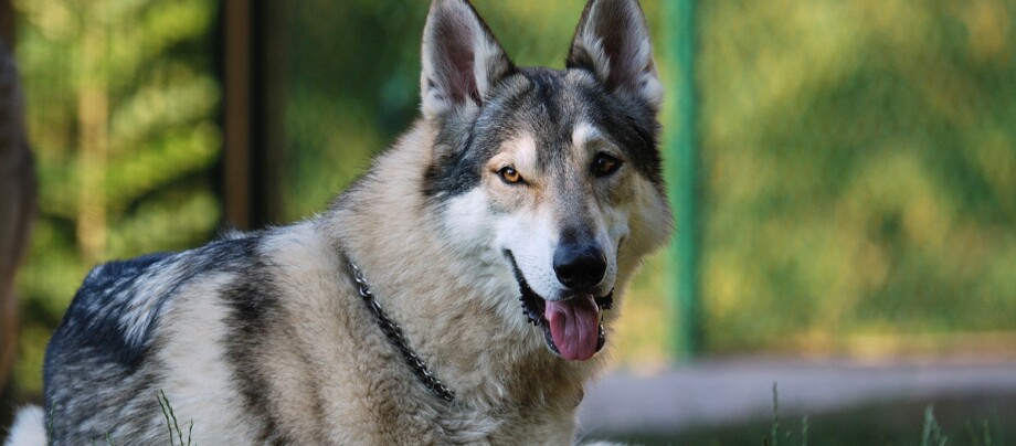 Tamaskan schaut mit heraushängender Zunge herüber Nahaufnahme eines Czechoslowakischen Wolfshundes mit dichtem grauem Fell und aufmerksamen bernsteinfarbenen Augen im Freien
