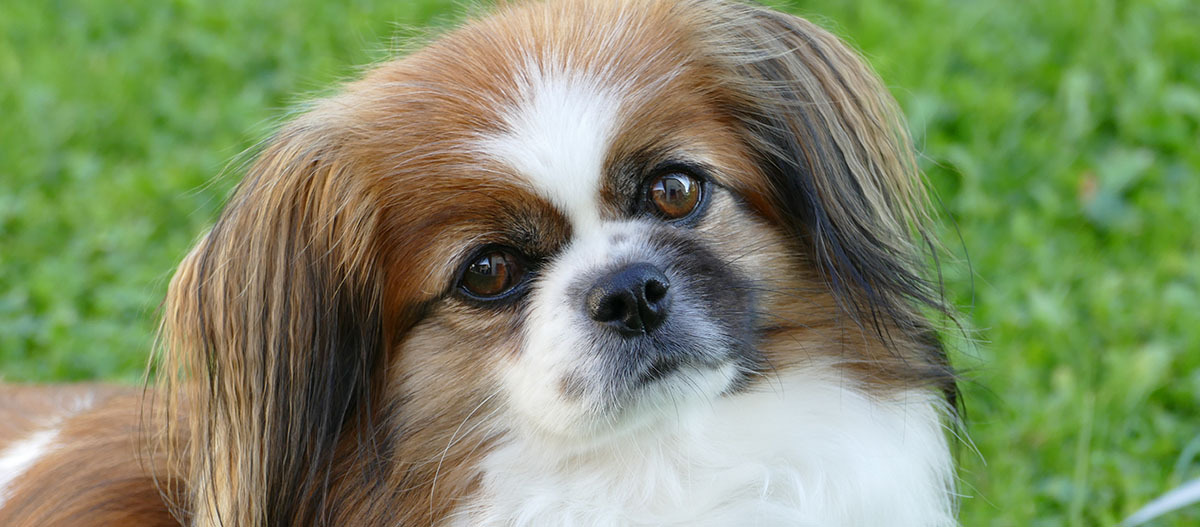 Nahaufnahme eines kleinen braun-weißen Hundes mit flauschigem Fell und aufmerksamem Blick im Freien auf grünem Gras