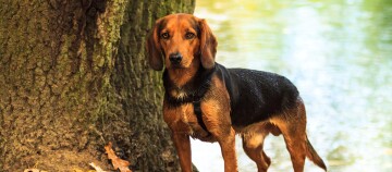 Nasser braun-schwarzer Hund mit Geschirr steht neben einem Baumstamm am Seeufer