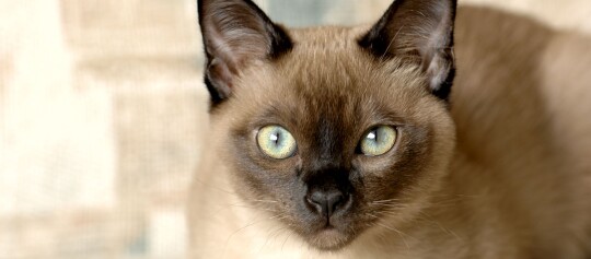 Portraitaufnahme einer Tonkanese