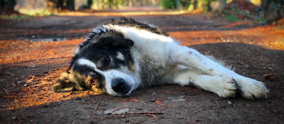Tornjak liegt seitlich auf dem Waldboden Großer, flauschiger Hund liegt entspannt auf einem Waldweg im warmen Sonnenlicht