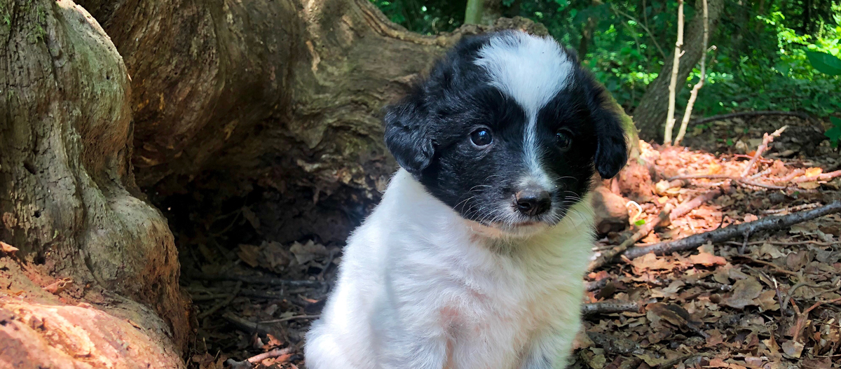 Tornjak Welpe sitzt vor einer großen Baumwurzel Niedlicher schwarz-weißer Welpe sitzt im Wald auf Laub und Zweigen neben einem Baumstamm
