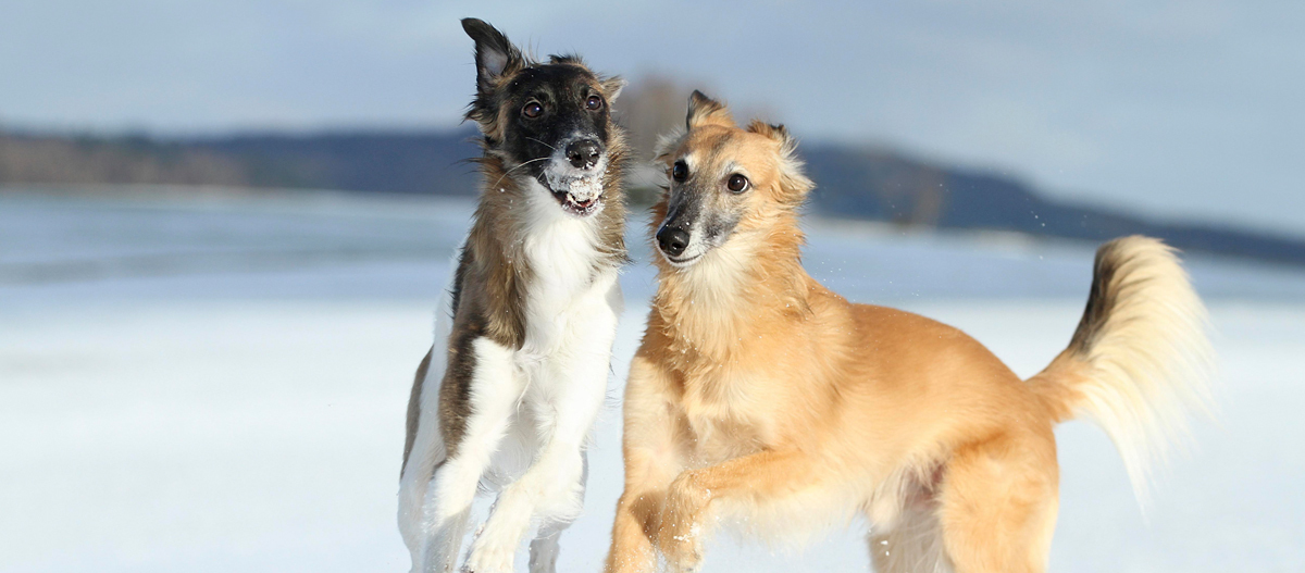 Zwei Silken Windsprite toben durch den Schnee