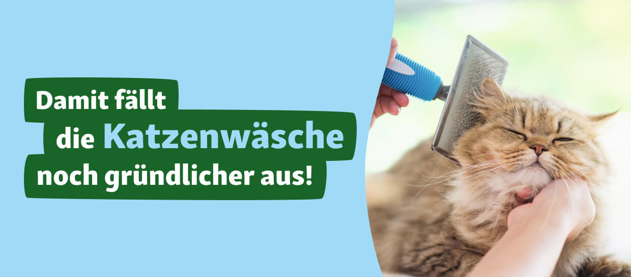 Katze_hygiene_Pflege