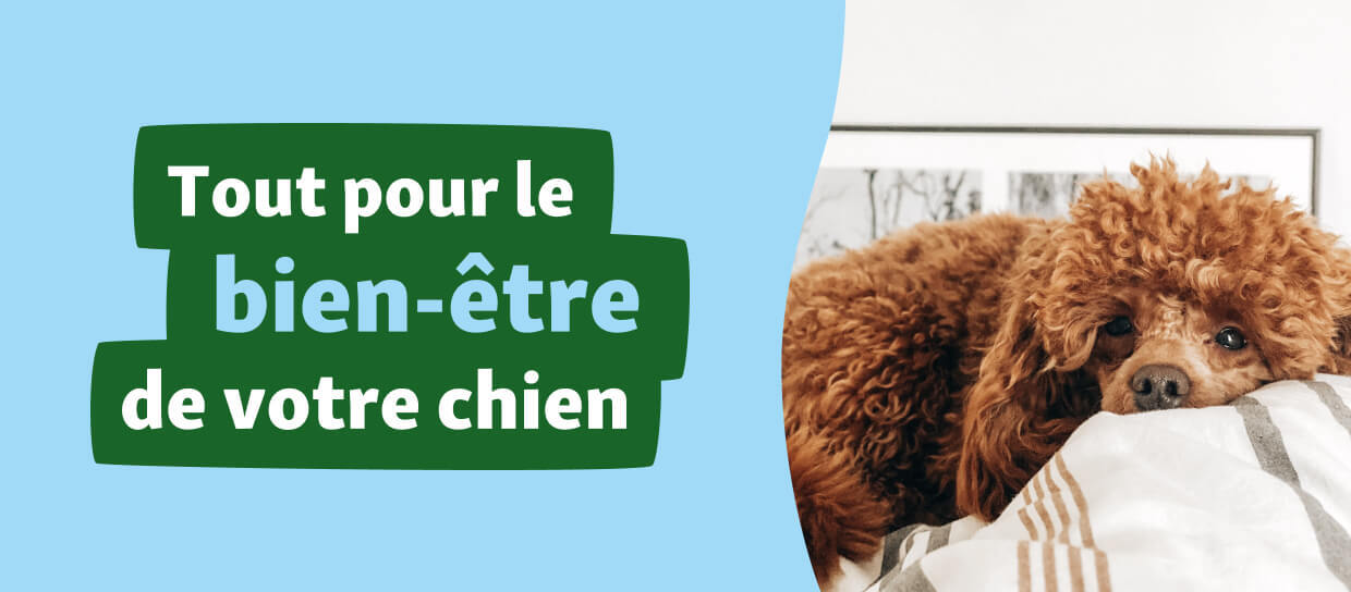 KE_Dog_Visual_FR Hund_hygiene_Pflege_FR