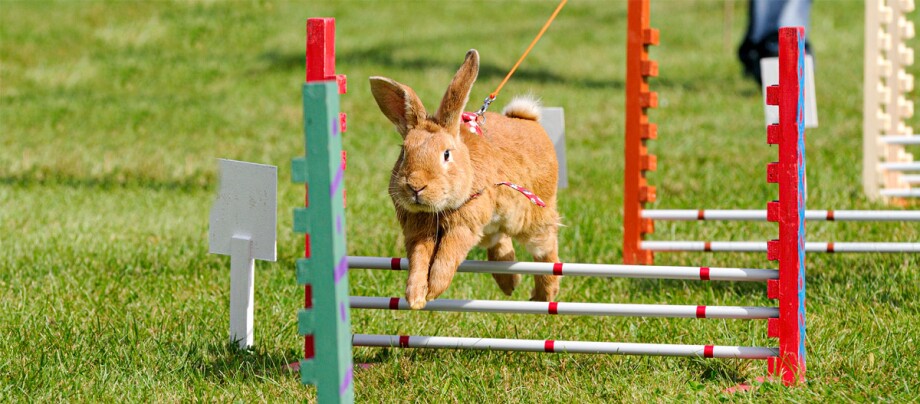 Braunes Kaninchen springt über einen Hindernisparcours auf einer grünen Wiese mit Geschirr und Leine.