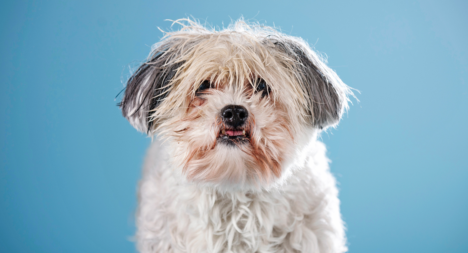 Kleiner weißer Hund mit zerzaustem Fell und schwarzen Ohren vor blauem Hintergrund