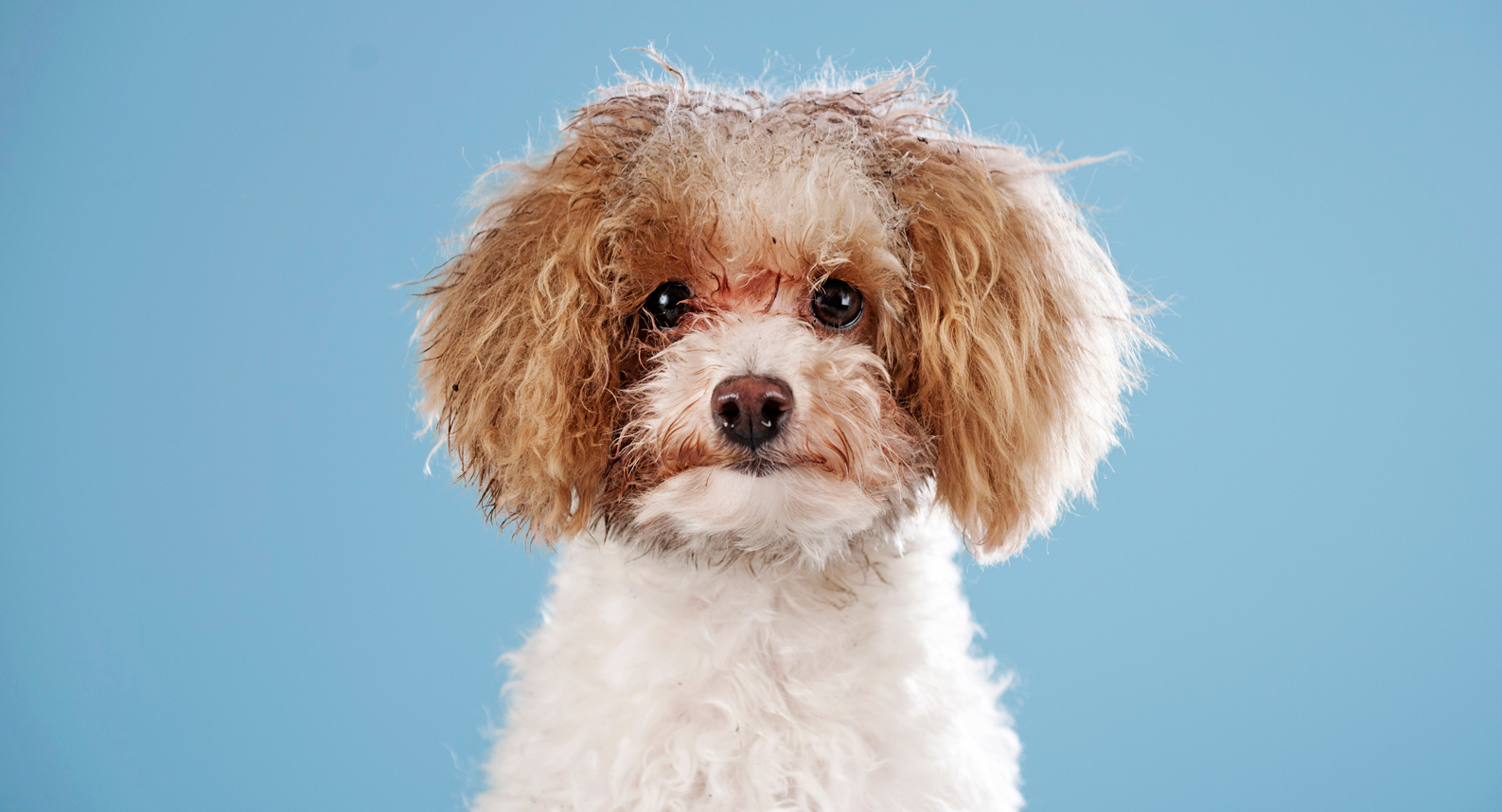 Niedlicher kleiner Hund mit lockigem Fell und braunen Ohren vor blauem Hintergrund