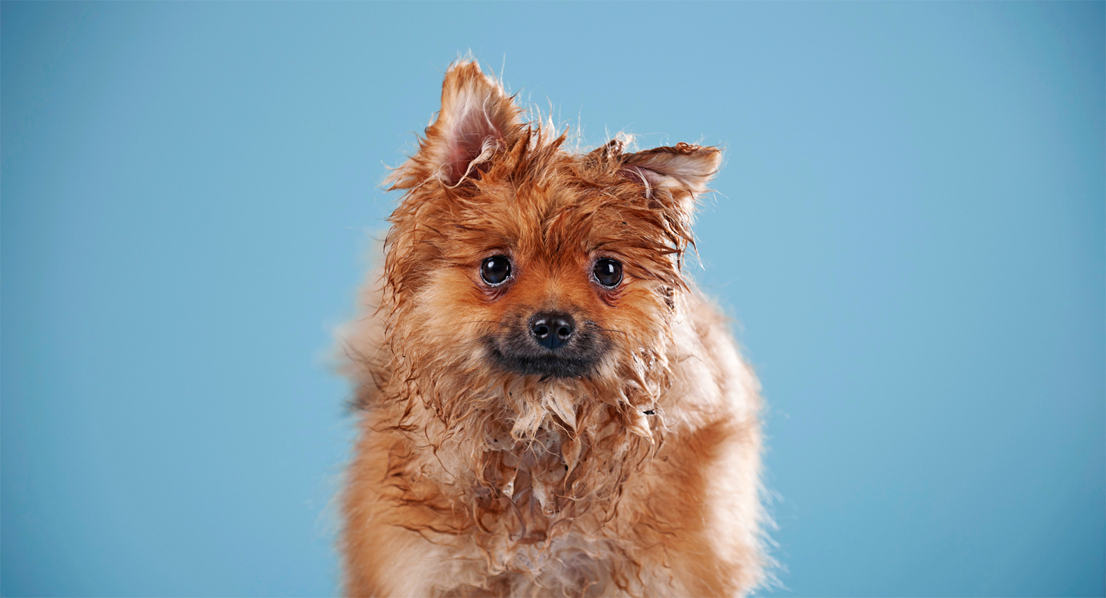 Nasser kleiner Hund mit rotbraunem Fell und großen Augen vor blauem Hintergrund