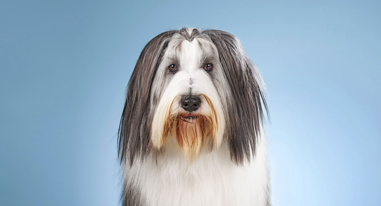 Bearded Collie Hund mit langem, fließendem Fell in Weiß und Grau vor blauem Hintergrund