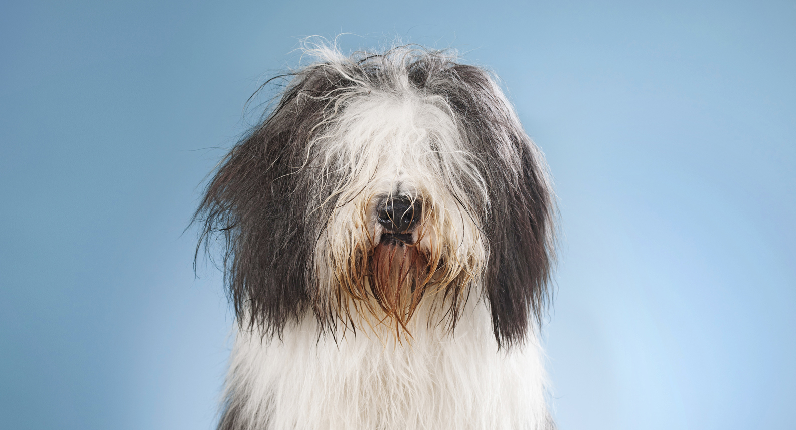 Nahaufnahme eines zotteligen Hundes mit langem, schwarz-weißem Fell vor blauem Hintergrund