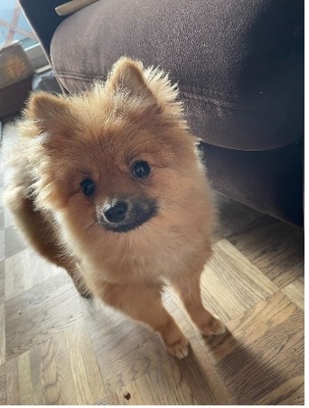 Robert & Lulu avatar