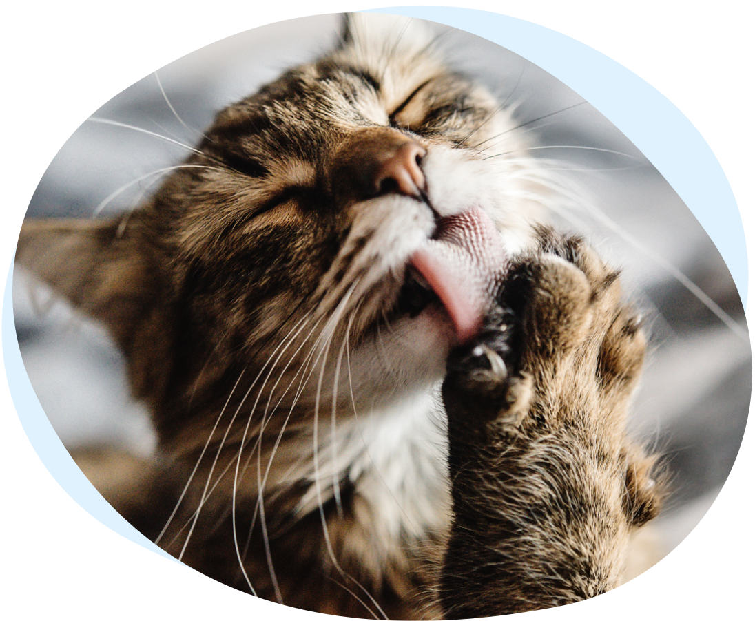 Nahaufnahme einer getigerten Katze, die ihre Pfote leckt und sich putzt, mit geschlossenen Augen und entspanntem Ausdruck.