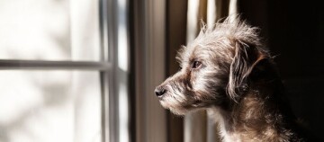 Kleiner zotteliger Hund schaut nachdenklich aus dem Fenster, natürliches Licht betont sein Fell