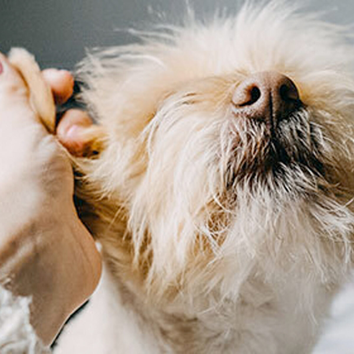 service_vis_hund_quadratisch Nahaufnahme eines flauschigen Hundes mit einer Hand, die sanft sein Ohr hält, liebevolle Pflege und Zuneigung.