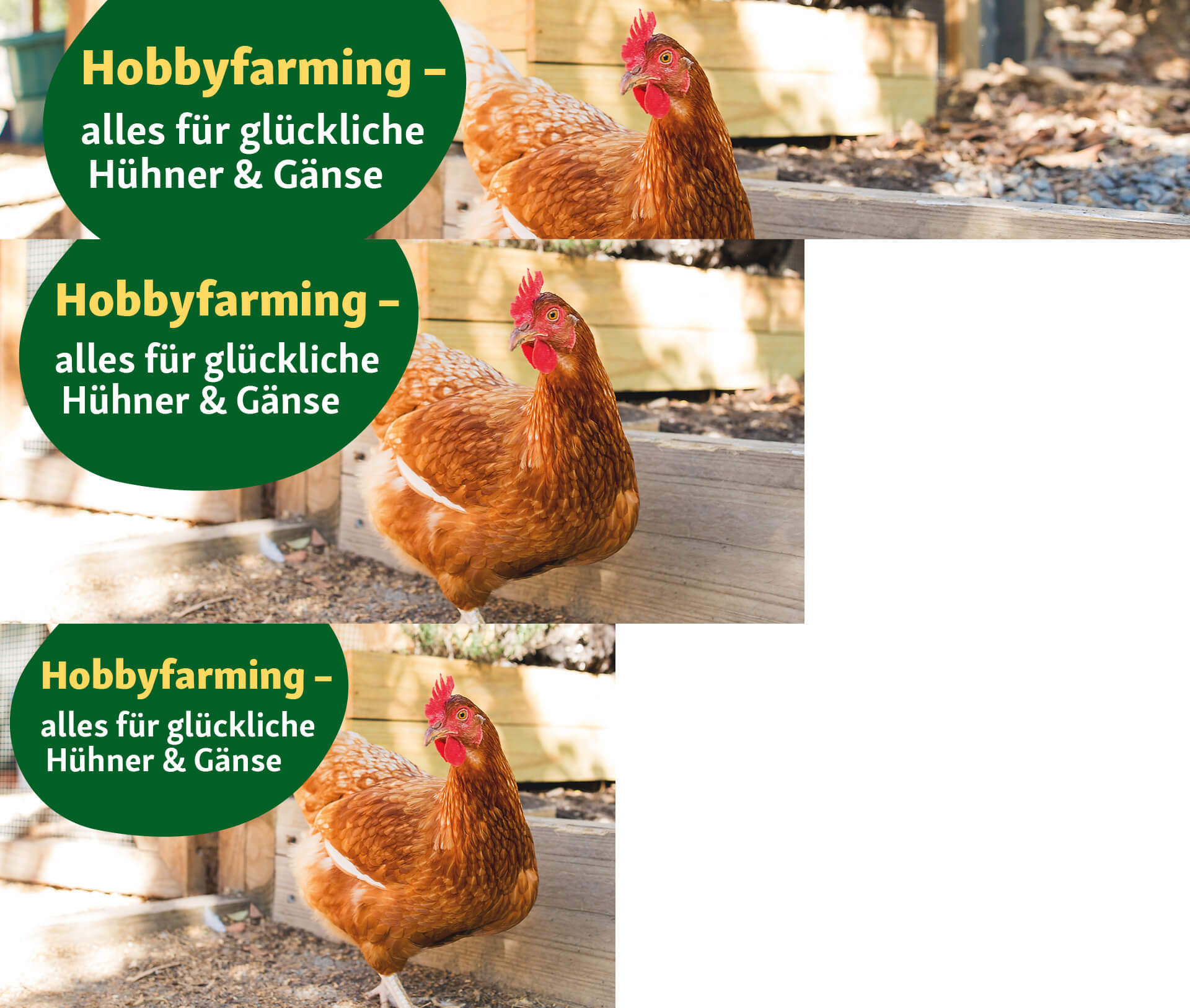 DE_KW20_Homefarming_SG_OS.PLP_2 Hobbyfarming- alles für glückliche Hühner & Gänse