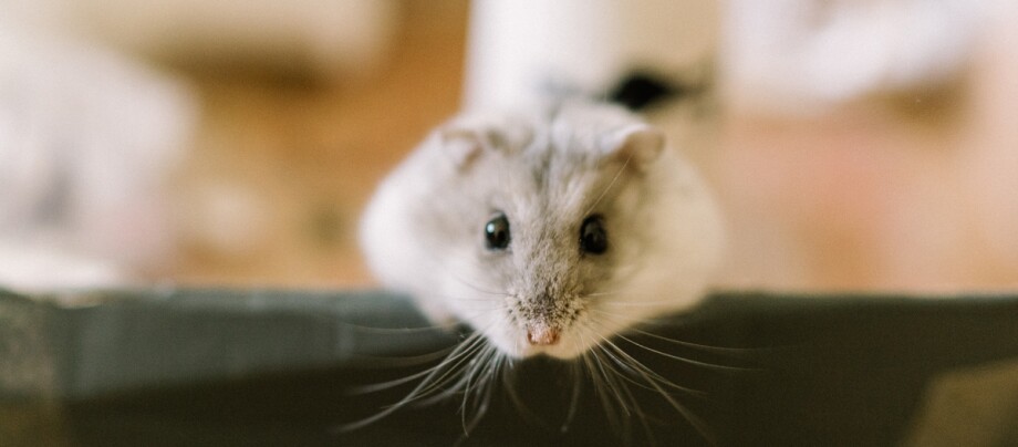 0422_Online_RATGEBER_1200x527px_Hamster_02 Gesunder Hamster