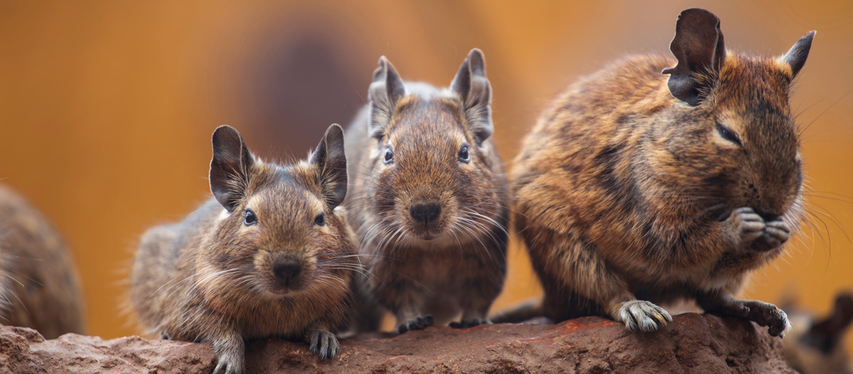 0522_Online_RATGEBER_1200x527px_Degus_01 Warum Degus Artgenossen brauchen