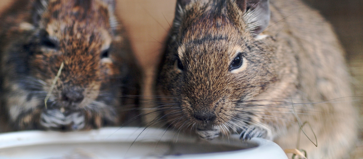 0522_Online_RATGEBER_1200x527px_Degus_02 Degu am Napf