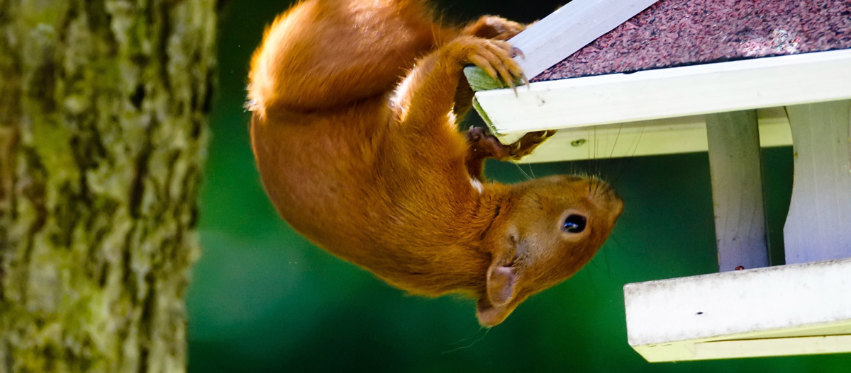 0522_Online_RATGEBER_1200x527px_Eichhoernchen_01 Rotes Eichhörnchen hängt kopfüber an einem Vogelhaus und sucht nach Futter