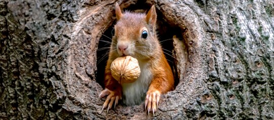 Rotes Eichhörnchen mit Walnuss im Maul schaut aus einer Baumhöhle im Wald