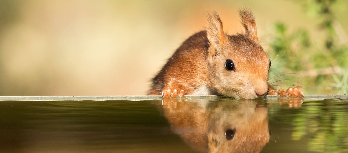 Eichhörnchen auf Nahrungssuche Eichhörnchen auf Nahrungssuche