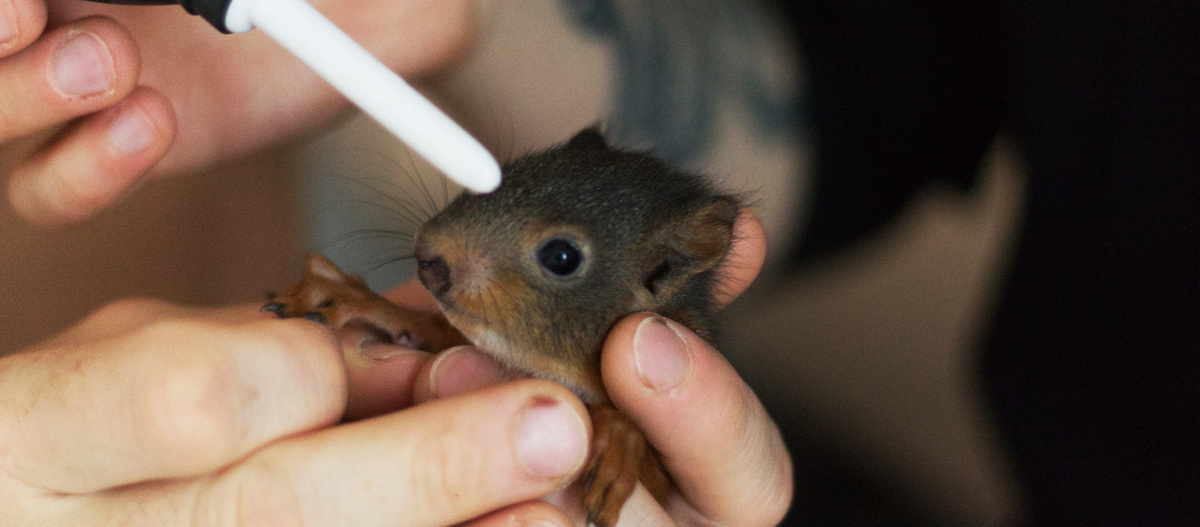 0522_Online_RATGEBER_1200x527px_Eichhoernchen_04 Eichhörnchen aufziehen