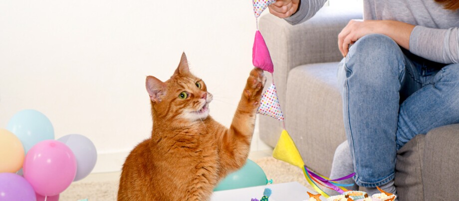 0522_Online_RATGEBER_1200x527px_Geburtstagparty_Katze_03 Der perfekte Geburtstag für deine Katze