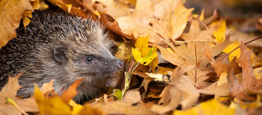 Igel im Laubhaufen Igel versteckt sich zwischen bunten Herbstblättern in einem Wald