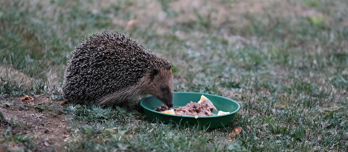 0522_Online_RATGEBER_1200x527px_Igel_03 Igel frisst Igelfutter