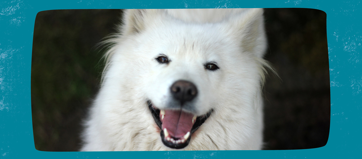 0522_Online_RATGEBER_1200x527px_Rasseportrait